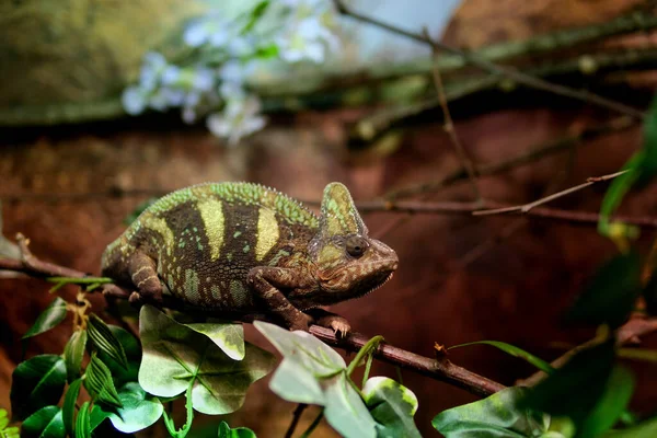 Závoj Chameleon Chamaeleo Calyptratus Sedí Větvi Dívá Různých Směrech Zblízka — Stock fotografie