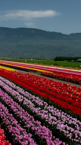 Beautiful Huge Field Multi Colored Tulips Leaving Mountains Canada Vancouver — Stock Video