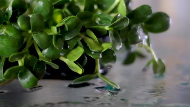 自宅の窓にひまわりの種から栽培されたマイクログリーンのクローズアップ スプレーガンから水で芽を噴霧 健康的な食事 ビーガンコンセプトの概念 — ストック動画