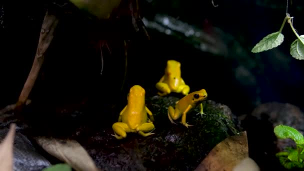 Золотая Ядовитая Лягушка Филлобат Ужасна Золотая Ядовитая Лягушка Естественной Среде — стоковое видео