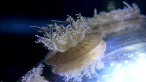 Ανάποδα Jellyfish Cassiopea Ανδρομέδα Κολυμπήσει Πάνω Από Αμμώδη Πυθμένα Υποβρύχια — Αρχείο Βίντεο