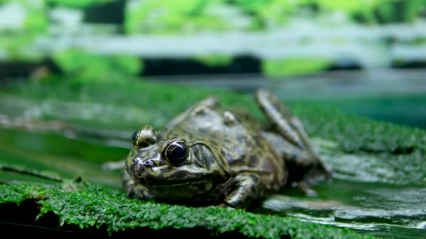 African Bullfrog Parning Vatten Groda Akvarium Transparent Vatten Alger Stenar — Stockvideo