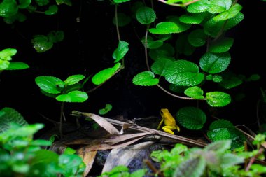 Altın Zehirli Kurbağa, doğal habitatları Vancouver Akvaryumu 'nda altın zehir kurbağası, BC, Kanada