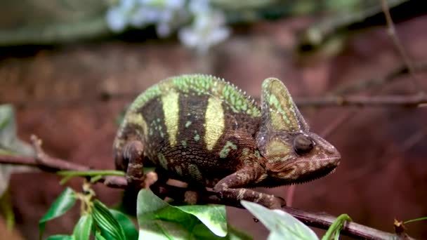 Závoj Chameleon Chamaeleo Calyptratus Sedí Větvi Dívá Různých Směrech Zblízka — Stock video