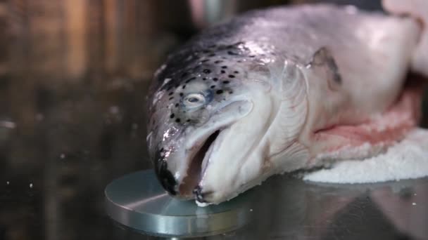 Cospargere Sale Spezie Filetto Salmone Crudo Rallentatore Pesce Rosso Salato — Video Stock