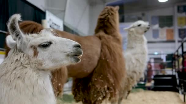 Herd Long Haired Furry Alpacas Llamas Walking Mountain — Stock Video
