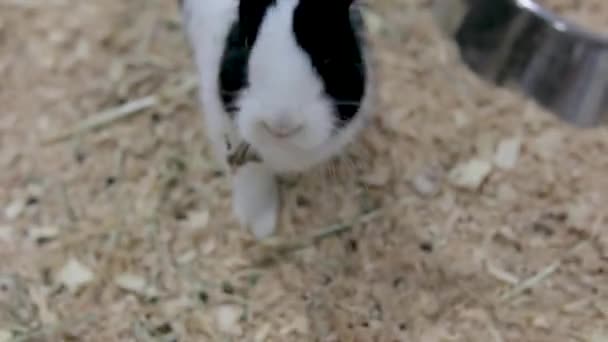 Primer Plano Conejos Puesto Conejo Color Blanco Negro Movimiento Gire — Vídeo de stock