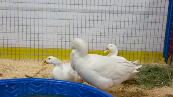 Duck Cleans Its Feathers White Duck Grass Cleanses Its Feathers — Stock Video