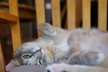 Habeş kedisi yatakta dinleniyor. Yüksek kalite fotoğraf