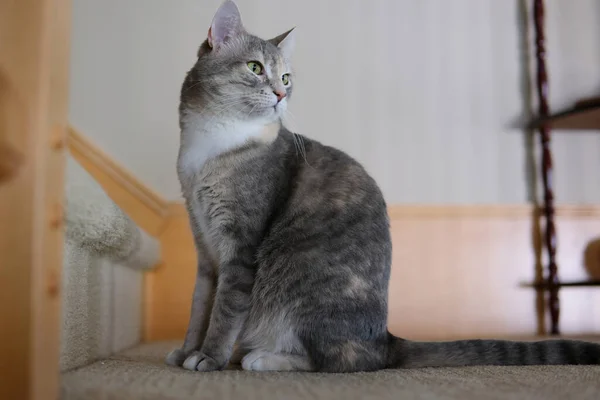 一只漂亮的灰色英国猫 有着银灰色的斑纹 靠着灰色的墙壁和彩色的窗帘坐在桌子上 朝窗外看去 高质量的照片 — 图库照片