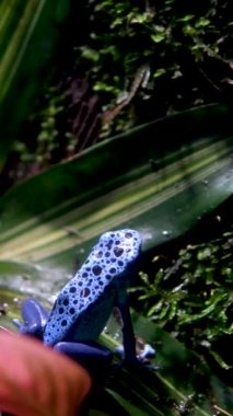 Mavi zehirli ok kurbağası Dendrobates tinctorius azureus 'a yaklaşıp sıcak bir tropikal ormanda çalıların arasından atlıyor. Yüksek kaliteli Vancouver Akvaryumu, BC, Kanada