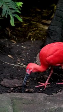 Kızıl ibis Eudocimus ruber, Threskiornithidae familyasından bir aynak türüdür. Tropikal Güney Amerika 'da ve Karayip Vancouver Akvaryumu' nun bir kısmında bulunur.