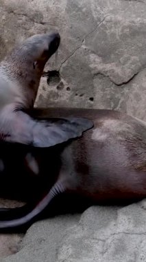 Küçük fok yavrusu sütü emmek için annesine tırmanıyor. Göğüs arıyor. Sırtına tırmanıyor. 