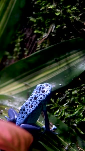 Detailní Záběr Modrou Otrávenou Žábu Dendrobates Tinctorius Azureus Skákající Křovím — Stock video