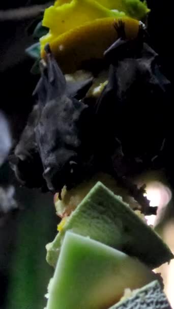 Bats Eat Fruits Hanging Upside One Big Bat Flies Cant — Stock Video