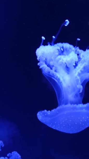 Slow Motion Lions Mane Jellyfish Cyanea Capillata Hair Jelly Amphipods — Stock Video