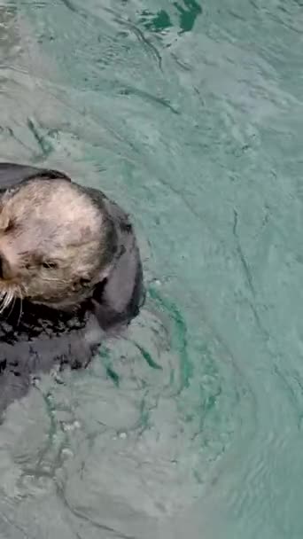 Sea Otter Banhos Lava Cabeça Cambalhotas Água Lava Cauda Limpa — Vídeo de Stock