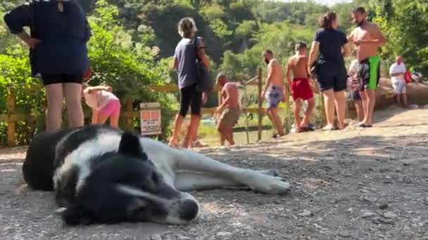 Lake Blue Eye Dog Mongrel Lies Resting Shade Hot Day — Stock Video
