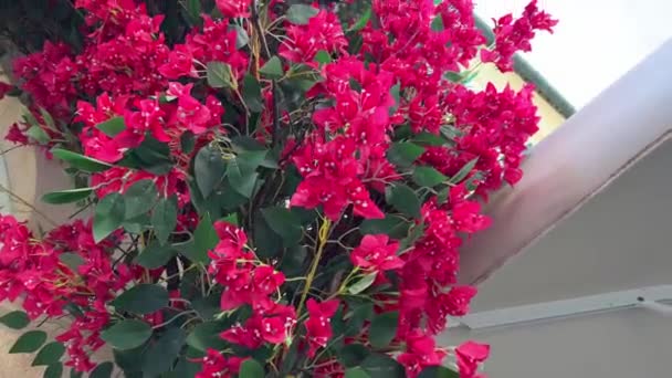 Heldere Rode Bloemen Huizen Het Eiland Corfu Griekenland Gele Gebouwen — Stockvideo