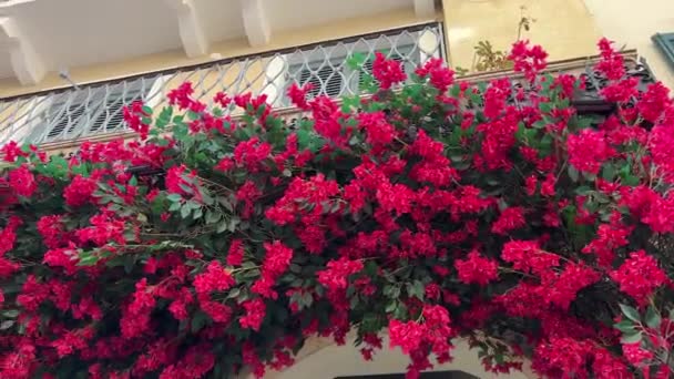 Jasne Czerwone Kwiaty Domach Wyspie Korfu Grecja Żółte Budynki Punkt — Wideo stockowe