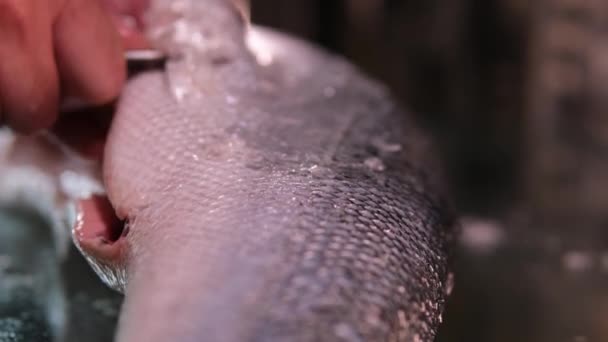 Kırmızı Balık Somon Balığı Tuzlama Işlemi Balığı Kabuğundan Soyar Onu — Stok video
