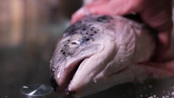 Διαδικασία Αλατίσματος Κόκκινο Σολομό Ψάρια Ξεφλουδίσει Ψάρι Από Φλοιό Καλύψει — Αρχείο Βίντεο