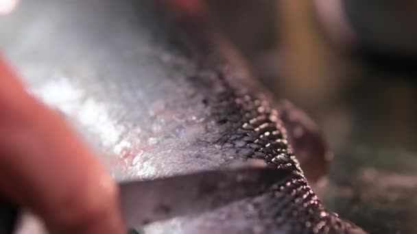 Process Salting Red Fish Salmon Peel Fish Husk Cover Salt — Stock Video