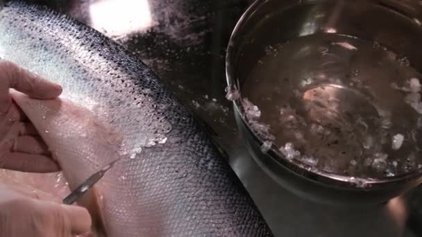 Processus Salage Poisson Rouge Écorce Poisson Coque Couvrir Sel Laisser — Video