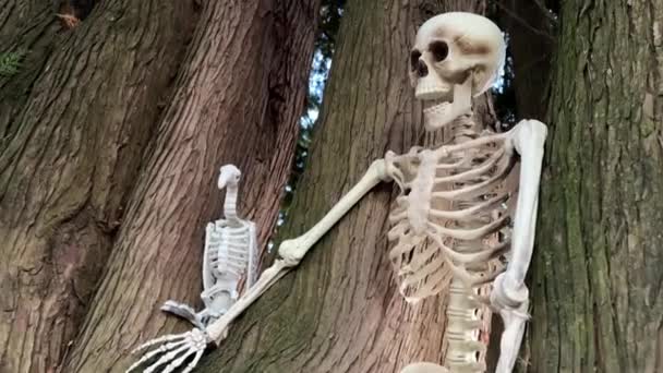 白い頭蓋骨は 木や墓地の背景に地面に横たわっています 高品質の4K映像 — ストック動画