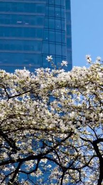 Vancouver İstasyonu 'ndaki Magnolia Burrard. Kiraz çiçekleri, gökdelen ve henüz çiçek açmamış güzel kar beyazı ağaçlarının mavi gökyüzü tomurcukları arasında.