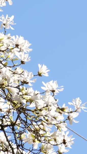 Blommande Körsbärsblomma Magnolia Merrill Magnolia Loebneri Kache Merrill Högkvalitativ Film — Stockvideo