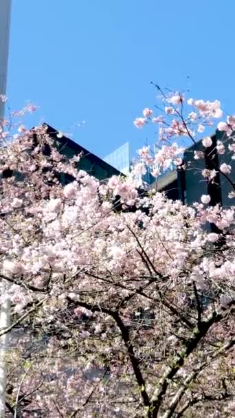 Burrard Station Pohon Mekar Musim Semi Dekat Gedung Pencakar Langit — Stok Video