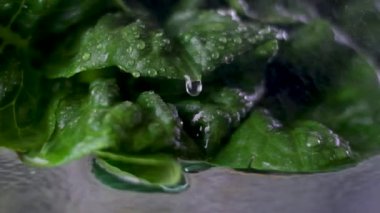 Romaine marullarının sulanması marul suyunun damlaları damlatarak büyük yeşil yaprakların sulamasını cam masaya bırakması. Düzgün beslenme videosu, taze marul yıkamayı yavaşlatır.