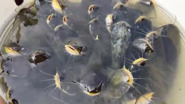 Catfish Twitch Balde Preto Cheio Pouco Água Imagens Alta Qualidade — Vídeo de Stock