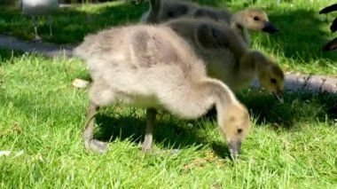 Goslings Kanada kazı, Brant Kanadalı yeşil çayırda ebeveynleri ormanlık alanda parlak gün ışığında, halkalı su kuşları ailesi doğal habitat, Frankfurt, Almanya, kuş göçü.