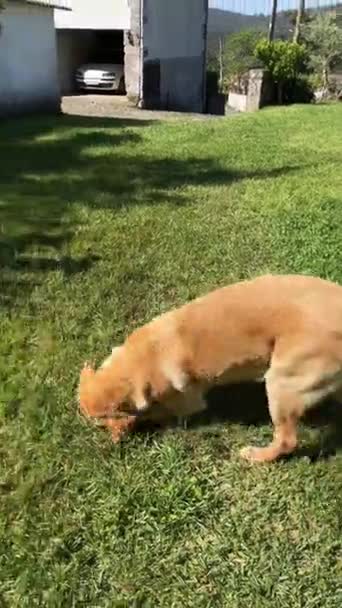 Σκυλί Ταλαντεύεται Στο Έδαφος Χαριτωμένο Σκυλί Συντροφιάς Διασκεδάζοντας Εξωτερικούς Χώρους — Αρχείο Βίντεο