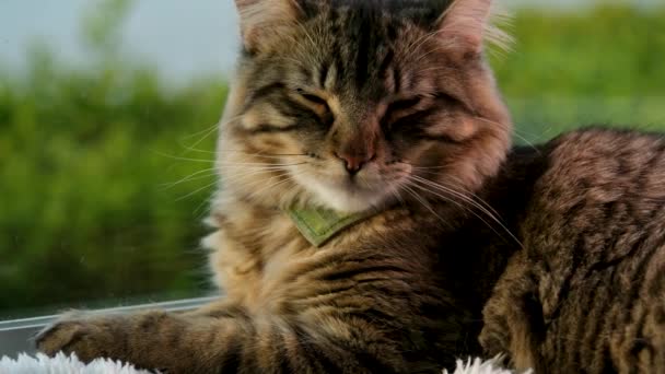Genç Kedi Gün Işığının Tadını Çıkarıyor Yüksek Kalite Görüntü — Stok video