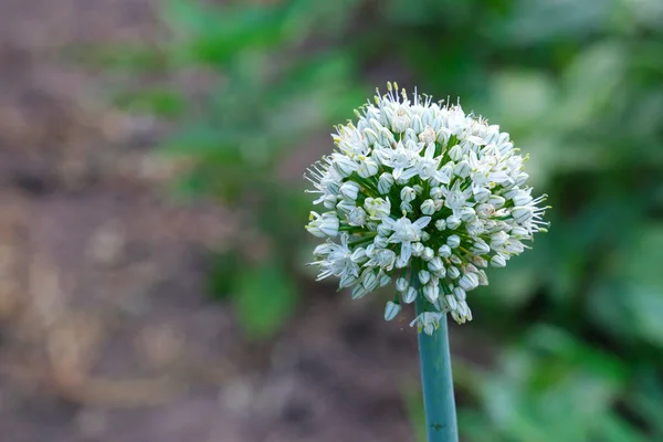 Close Blooming Scallion Flower Also Known Green Onions Spring Onions — Stock Photo, Image