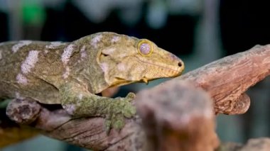 Yeni Kaledonya 'nın dev kertenkelesi Rhacodactylus Leachianus' un portresi bir dala oturmuş. Yüksek kalite 4k görüntü