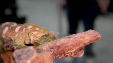 Yeni Kaledonya Devi Gecko 'nun Ağaç Dalındaki Başı' nın yakın çekimi. Yüksek kalite 4k görüntü