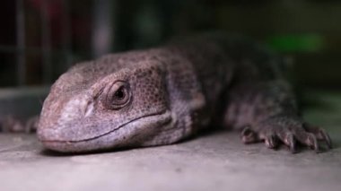 Komodo ejderhası (ayrıca Komodo gözlemcisi olarak da bilinir), Endonezya 'nın Komodo, Rinca, Flores ve Gili Motang adalarına özgü bir kertenkele familyasıdır. Yüksek kalite