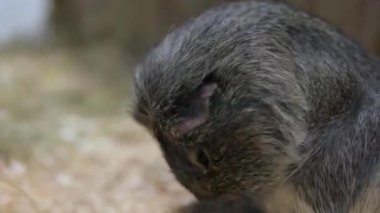 Cavia, kedigiller (Caviinae) familyasından bir kuş türü. Bu cinste en çok bilinen tür evcil kobay olan Cavia Porcellus 'tur.