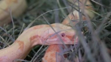 An Albino Ball Python yılanı hareketsiz ve nefes alıyor, sarı beyaz renk, kırmızı gözler, genç hayvanlar, Python rejimi, Albino Burmese pitonları. Yüksek kalite 4k görüntü