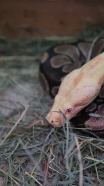 An Albino Ball Python yılanı hareketsiz ve nefes alıyor, sarı beyaz renk, kırmızı gözler, genç hayvanlar, Python rejimi, Albino Burmese pitonları. Yüksek kalite 4k görüntü
