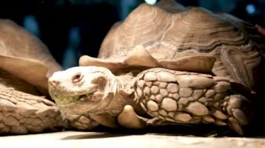 Güneşli bir günde yeşil çimlerin üzerinde duran güzel bir kabuk desenli mahmuz taşıyan Latin Centrochelys sulcata. Hayvanlar memeliler, sürüngenler, hayvanat bahçeleri..