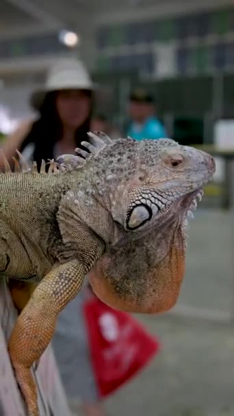 Wild Iguana Όπως Φαίνεται Στο Parque Seminario Επίσης Γνωστό Parque — Αρχείο Βίντεο