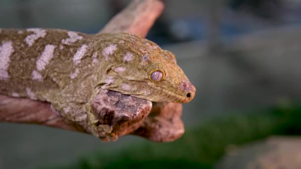 Närbild Chefen För New Caledonian Giant Gecko Tree Branch Högkvalitativ — Stockvideo