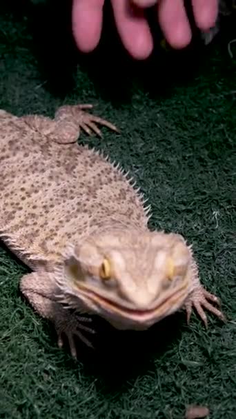 Bearded Dragon Sitting Wood Angry Lizard Black Background Animals Closeup — Stock Video