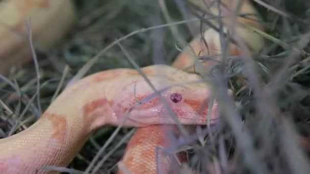 Nagranie Albinosa Ball Pythona Węża Leżącego Nieruchomo Oddychającego Żółty Biały — Wideo stockowe