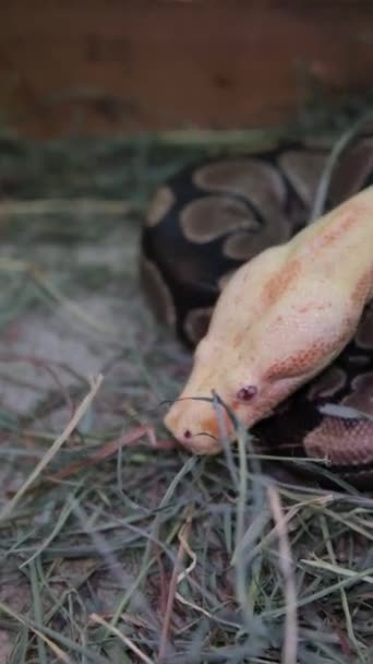 Filmación Una Serpiente Python Albino Ball Acostada Respirando Color Blanco — Vídeos de Stock